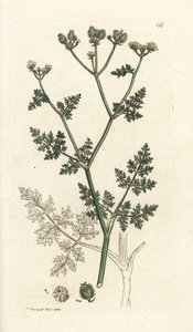 Vit spetsblomma, Orlaya grandiflora (Små caucalis eller basardpersilja, Caucalis daucoides). Handkolorerad kopparstick av James Sowerby från James Smith