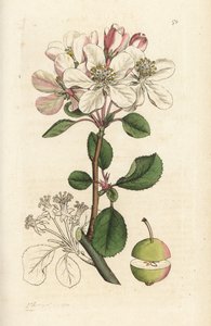 Vilda äpple eller krabbträd, Malus domestica (Pyrus malus). Handkolorerad kopparstick av James Sowerby från James Smith