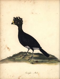 Gulknubbad curassow, Crax daubentoni, hane. (Curasso, Crax globicera) Nära hotad. Handkolorerad kopparstick av en illustration av C. Hayes från William Hayes