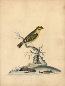 Gulfink, Fringilla butyracea. Utdöd? Handfärgad kopparstick av en illustration av William Hayes från Portraits of Rare and Curious Birds from the Menagery of Osterly Park (London: Bulmer