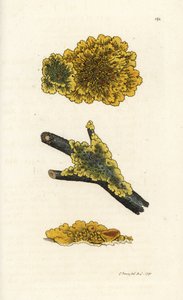 Gul vägglav, Lichen parietinus. Handkolorerad kopparstick av James Sowerby från James Smith
