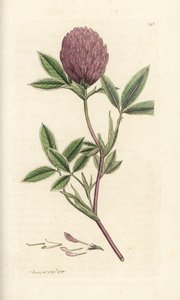 Sicksackklöver eller trefoil, Trifolium medium. Handkolorerad kopparstick av James Sowerby från James Smith
