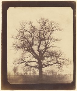 [Ett ekträd på vintern] av William Henry Fox Talbot