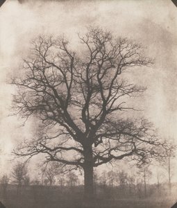 En ek på vintern, ca 1892-93 (kalotyp negativ)