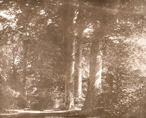 Beech Trees, Lacock Abbey, ca 1844 (sepiafoto) av William Henry Fox Talbot