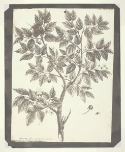 Kopia av botanisk gravyr av "Celtis" av William Henry Fox Talbot