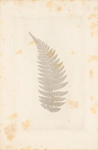[Far] av William Henry Fox Talbot
