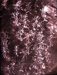 Kaprifol, juni 1840 (sepiafoto) av William Henry Fox Talbot