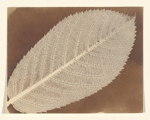 [Blad] av William Henry Fox Talbot