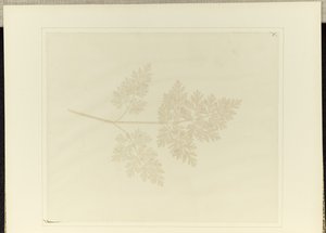 Blad av en växt av William Henry Fox Talbot