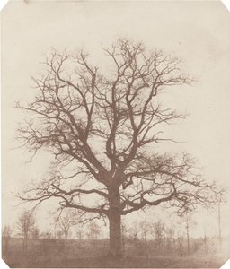 Ekträd av William Henry Fox Talbot