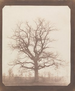 Ek på vintern av William Henry Fox Talbot