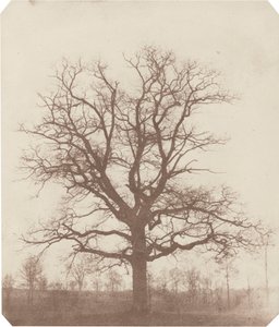 Ek,mitten av 1840-talet (foto)