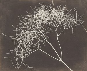 [Vildfänkål], 1841-42.