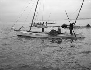 Oyster dredging. c.1890-1910 av William Henry Jackson