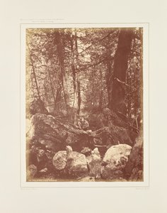 Stigen i skogen, Gallatin Cañon