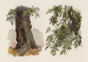 Träd: Asken (färg litho)