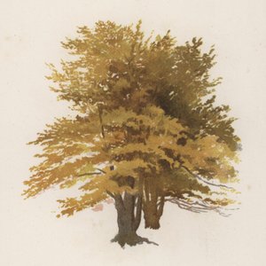 Träd: Boken (färg litho)