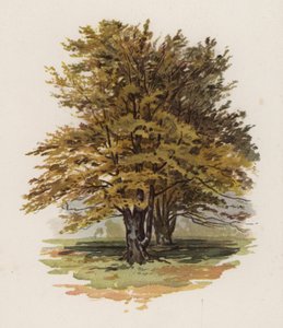 Träd: Boken (färg litho)