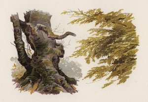 Träd: Boken (färg litho)