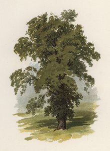 Træer: Elm (farve litho) sved