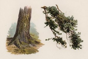 Träd: Scotch Fir (färg litho)