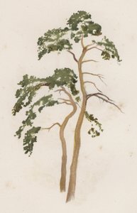 Träd: Scotch Fir (färg litho)