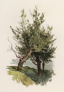 Träd: Pilen (färg litho)