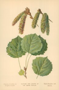 Aspens poppelkåls blad och kattungar