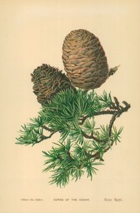 Cones of the Cedar av William Henry James Boot