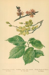 Blommor, frukt och blad av almen