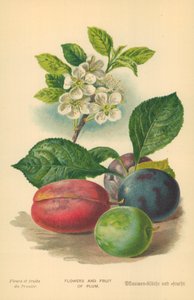 Blommor och frukter av plommon