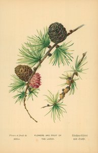 Lärkens blommor och frukt av William Henry James Boot