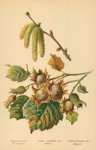 Haseli, Catkins ma Fua