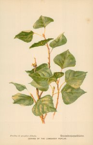 Blad av Lombardiepoppel av William Henry James Boot