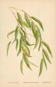 Blad av Willow av William Henry James Boot