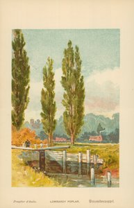 Lombardiet poppelfrø av William Henry James Boot