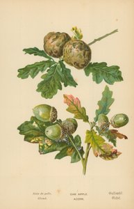 Ek Äppel. Ekollon