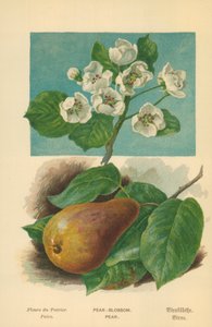 Päronblomma. Päron av William Henry James Boot