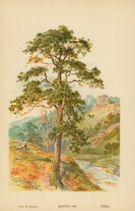 Scotch Fir av William Henry James Boot