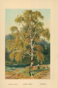 Silverbjörk av William Henry James Boot