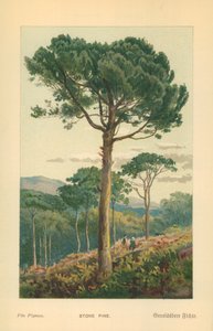 Stone Pineswed av William Henry James Boot