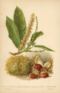 Söt kastanj, blommor och frukt