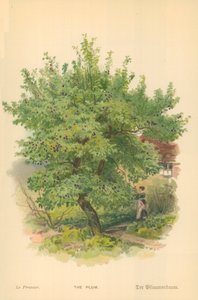 Plommonet av William Henry James Boot