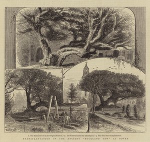 Transplantation av den antika Buckland Yew vid Dover av William Henry James Boot