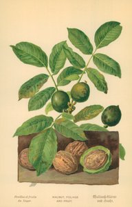 Valnöt, blad och frukt av William Henry James Boot