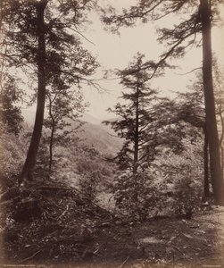 Klipputsikt, genom träden,ca. 1895 (foto)