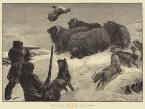 Skjutning av myskoxar i de arktiska regionerna av William Heysham Overend