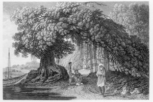 Ett banyanträd, från "Travels in India in in the Years 1780-83" av William Hodges, graverad av Benjamin Pouncy (fl.1772-99), publicerad 1792.