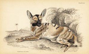Afrikansk vildhund, Lycaon pictus, utrotningshotad av William Home Lizars